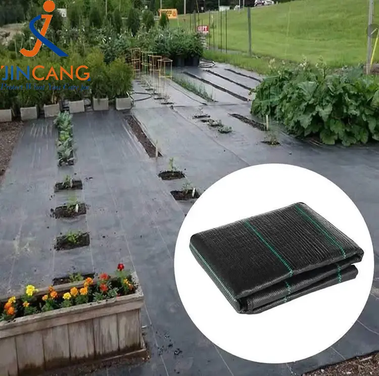 पीपी बुवा लगाइएको छ