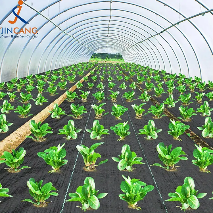 पीपी बुवा लगाइएको छ