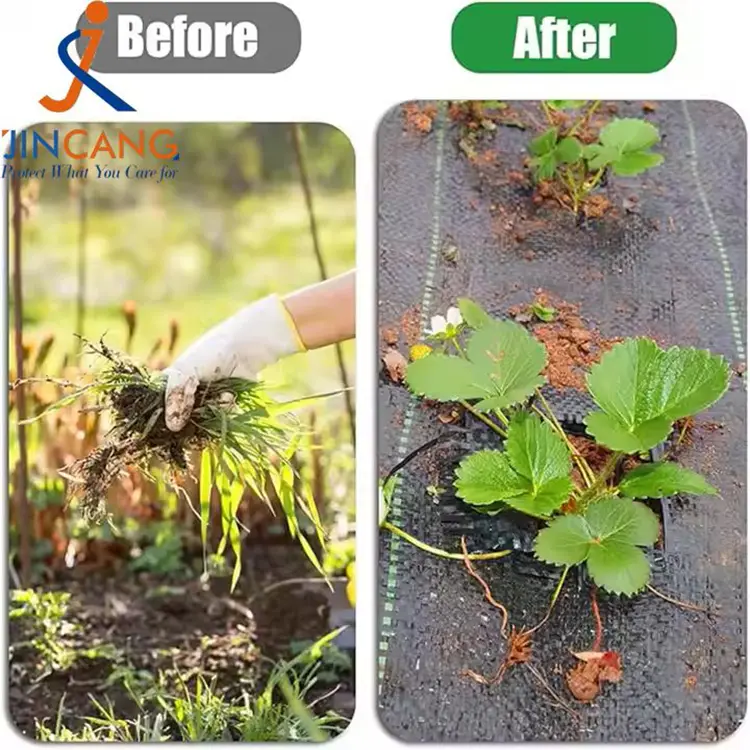 पीपी बुवा लगाइएको छ