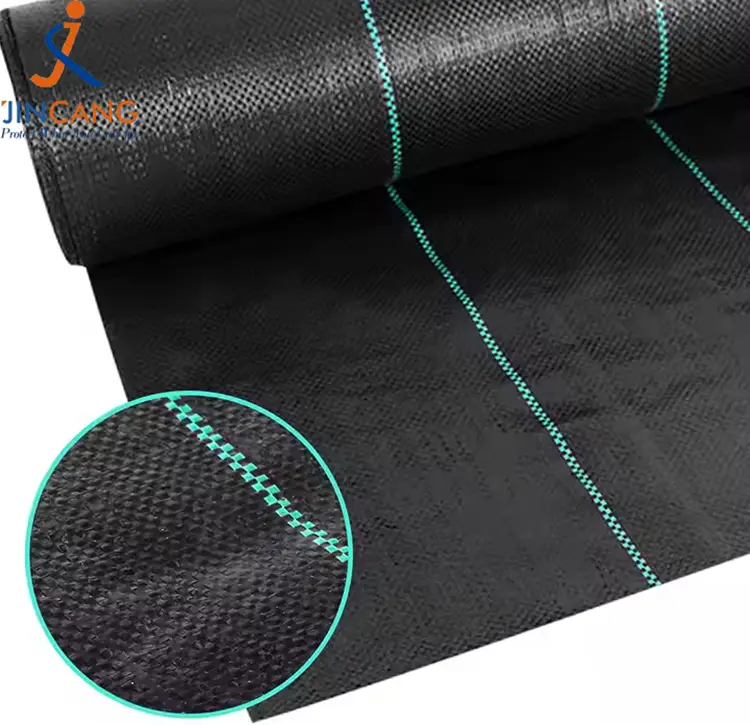 पीपी बुवा लगाइएको छ